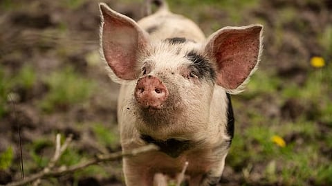 പ്രതീകാത്മക ചിത്രം