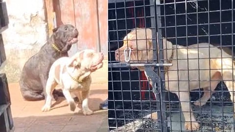 മട്ടാഞ്ചേരിയിൽ പരി​ഭ്രാന്തി പരത്തി ബുൾഡോഗുകൾ 