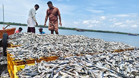 Sardine Availability