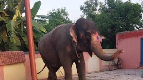 ആനയെ ചൊല്ലി തർക്കം 