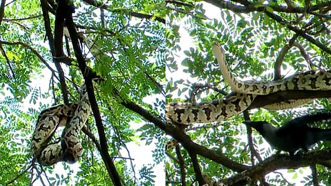 മരത്തിൽ കയറിയ പെരുമ്പാമ്പ്