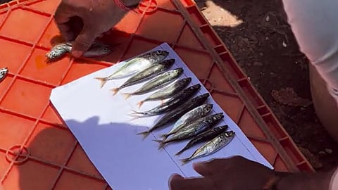 മീനിൻ്റെ നീളം അളക്കുന്നു