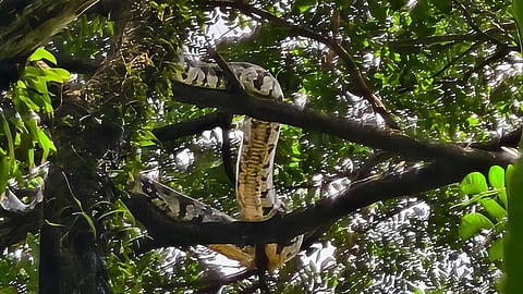 കട്ട വെയിറ്റിങ്! പെരുമ്പാമ്പ് മരത്തിൽ തന്നെ.. തൽക്കാലം പിടികൂടില്ലെന്ന് വനം വകുപ്പ്