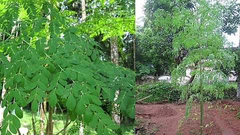 മുരിങ്ങ 