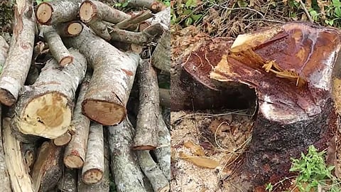 കൊടുങ്ങല്ലൂരിൽ സ്വകാര്യ വ്യക്തിയുടെ മരം മുറിച്ച് വിറ്റു; വാർഡ് കൗൺസിലർക്കെതിരെ മോഷണക്കേസ്