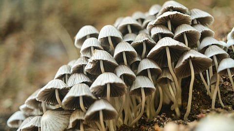 പ്രതീകാത്മക ചിത്രം 