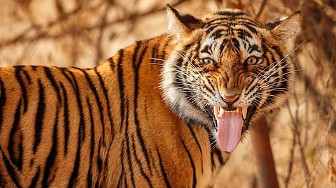 പ്രതീകാത്മക ചിത്രം