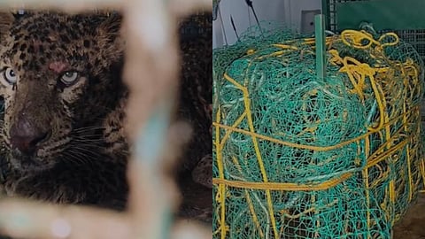 കോഴിക്കോട് കിണറ്റിൽ വച്ച കൂട്ടിൽ വീണ പുലിയെ പിടികൂടി