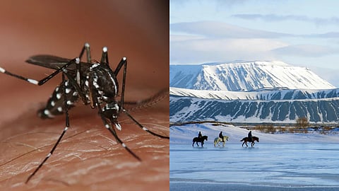 Mosquito founded in Iceland