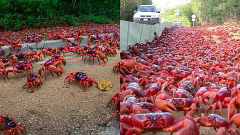 Red Crabs 