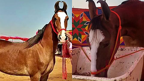 Nagina in Pushkar Fest