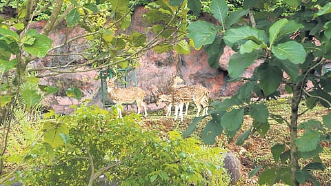 പുത്തൂർ സൂ