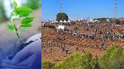 ദശലക്ഷക്കണക്കിന് വൃക്ഷത്തൈകൾ നട്ടുപിടിപ്പിക്കുവാൻ അൾജീരിയ