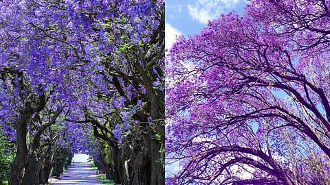 jacaranda season in Kenya