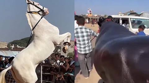 Pushkar Cattle Fair