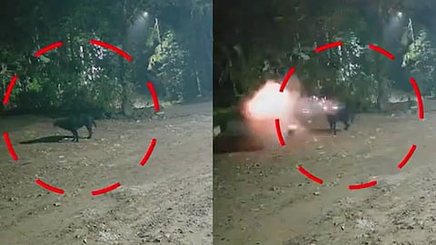 അടുത്ത പറമ്പില്‍ നിന്ന് കടിച്ചുകൊണ്ടുവന്ന സ്‌ഫോടക വസ്തു പൊട്ടിത്തെറിച്ച് കൊല്ലത്ത് വളര്‍ത്തുനായ ചത്തു