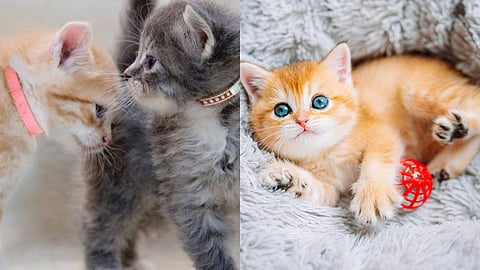 കുട്ടിയില്ലെങ്കിലെന്താ പൂച്ചയ്ക്ക് ചെലവില്ലേ? മുൻ ഭാര്യക്ക് പൂച്ചയെ നോക്കാൻ പ്രതിവർഷം 84000 രൂപ, ചർച്ചയായി വിവാഹ മോചന കരാർ