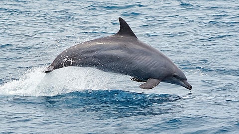 തിമിംഗലങ്ങളെയും ഡോൾഫിനുകളെയും ശബ്ദത്തിലൂടെ നിരീക്ഷിക്കാം; ആഗോള മറൈൻ സിംപോസിയത്തിൽ ചർച്ചയായി പുതിയ ഗവേഷണരീതി