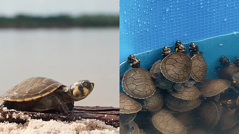 Peru river turtles 