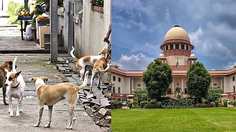 എട്ടാഴ്ചയ്ക്കുള്ളില്‍ തെരുവുനായ്ക്കളെ പൊതുസ്ഥലങ്ങളില്‍ നിന്നും നീക്കണം; നിര്‍ണായക ഉത്തരവുമായി സുപ്രീം കോടതി 