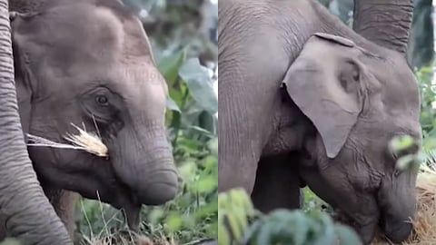 അമ്മയുടെ കരുതലും തണലും; തുമ്പിക്കൈ ഇല്ലാത്ത കുട്ടിയാനയെ കൈവിടാതെ തള്ളയാന