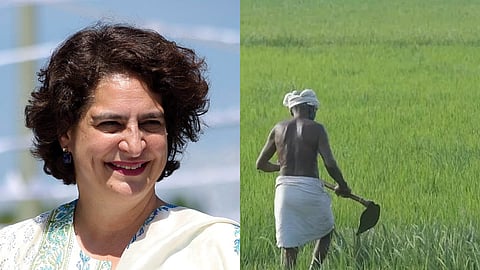 സംഭരണ ​​സമയം 45 ദിവസത്തേക്ക് നീട്ടണം; വയനാട്ടിലെ നെല്ല് സംഭരണ പ്രതിസന്ധിയിൽ ഇടപെട്ട് പ്രിയങ്കാ ഗാന്ധി എംപി