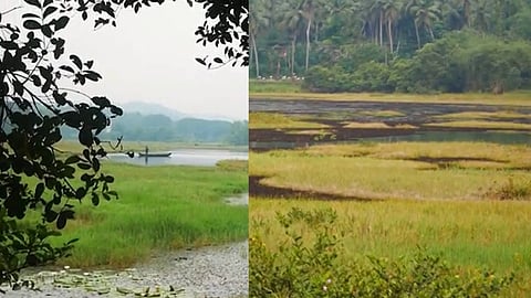 കിളികളെത്താതെ പാടങ്ങൾ