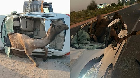 Camel Stuck Inside a car in Jodhpur of Rajasthan