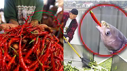 Chinese pond owner feeds fish  chilli