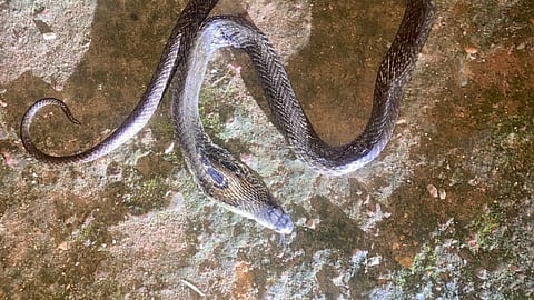 കുഞ്ഞിനെ കടിച്ച പാമ്പ്