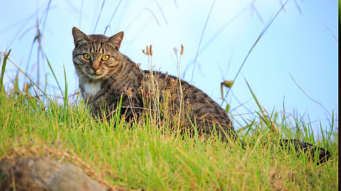പ്രതീകാത്മക ചിത്രം