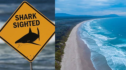 ഇതൊരു ബിഗ് ബുൾ സ്രാവിൻ്റെ ആക്രമണം ആയിരിക്കാൻ സാധ്യതയുണ്ടെന്നാണ് അധികൃതർ പറയുന്നത്