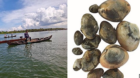 അഷ്ടമുടിക്കായലിലെ പൂവന്‍ കക്ക പുനരുജ്ജീവനം; മൂന്ന് മാസത്തേക്ക് കക്കവാരല്‍ നിരോധിക്കണമെന്ന് ആവശ്യം 