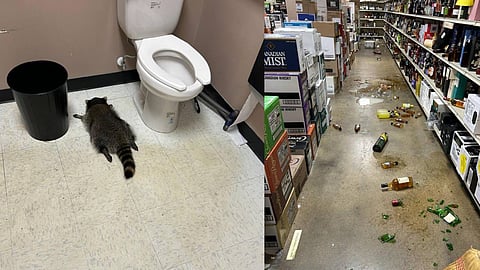 ജോലിക്കെത്തിയ മദ്യശാല ജീവനക്കാർ കണ്ടത് തകർന്നു കിടക്കുന്ന മദ്യക്കുപ്പികളും പരന്നൊഴുകുന്ന മദ്യവും ; അടിച്ചു പൂസായി ബാത്റൂം തറയിൽ കിടന്നുറങ്ങി കള്ളൻ