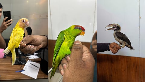 പക്ഷിക്കടത്ത്