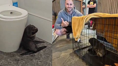 'എന്നെ അങ്ങനെ പിടിക്കണ്ടെടാ' വഴിതെറ്റി ബാറിലെത്തി ബേബി സീൽ; ഒടുവിൽ കൂട്ടിലാക്കിയത് മീൻ കഷ്ണം കാണിച്ച് പ്രലോഭിപ്പിച്ച്