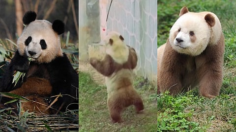 quilling giant panda research center China