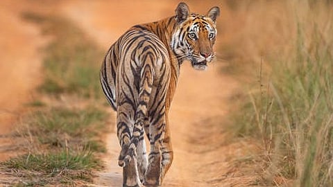 ആശങ്കയൊഴിഞ്ഞു... കടുവ കാട് കയറി; നിരീക്ഷണം തുടരുമെന്ന് വനംവകുപ്പ്