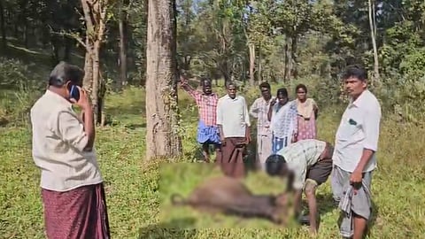 പുൽപ്പള്ളി ചീയമ്പത്ത് വന്യജീവി ആക്രമണം, പോത്തിനെ കടിച്ചുകൊന്നു; കടുവയെ കണ്ടെന്ന് നാട്ടുകാർ 