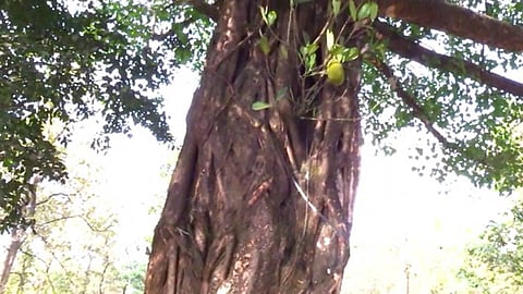 വേണമെങ്കിൽ ചക്ക ആലിലും കായ്ക്കും; കോതമംഗലത്തു നിന്നും ഒരു അപൂർവ കാഴ്ച