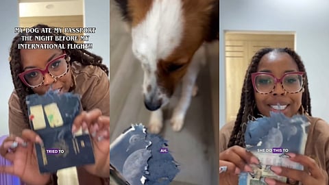 "ഒരുപാട് ഓർമകളടങ്ങിയ പാസ്പോർട്ട് വളർത്തുനായ നശിപ്പിച്ചു"; വൈറലായി യുഎസ് ട്രാവൽ വ്ളോഗറുടെ വീഡിയോ