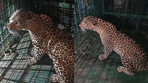 ഒടുവിൽ പുലി കുടുങ്ങി; കൂട്ടിലായത് മണ്ണാർക്കാട് പാലക്കയത്ത് ജനവാസ മേഖലയിൽ ഇറങ്ങിയ പുലി