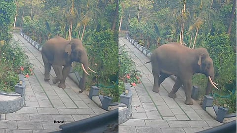 ആശങ്കയൊഴിഞ്ഞു.... അയ്യൻകുന്നിൽ ഇറങ്ങിയ കാട്ടാന കാടുകയറിയെന്ന് വനംവകുപ്പ്