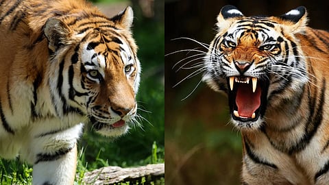 നരഭോജി കടുവയെ പിടികൂടാനുള്ള ദൗത്യം ഇന്നും തുടരും; ദേവർഗദ്ധ മേഖലയിൽ  ജാഗ്രതാ നിർദേശം 