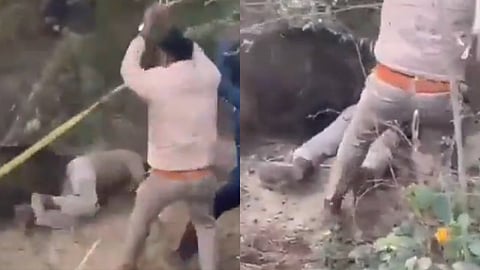 Wild Boar Mauls Forest Officer UP