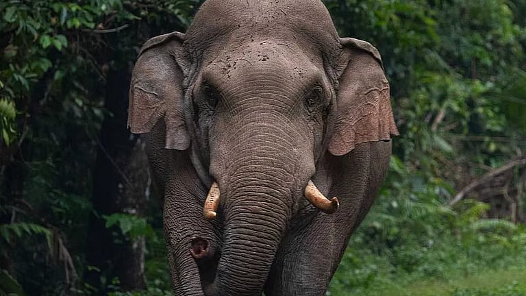 വയനാട്ടിൽ വീണ്ടും കാട്ടാന ആക്രമണം; സ്ത്രീക്ക് ദാരുണാന്ത്യം