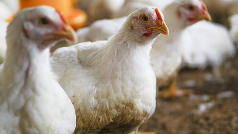 കുതിച്ചുകയറി ഇറച്ചിക്കോഴി വില; ബ്രോയിലർ ചിക്കൻ കിലോയ്ക്ക് 290ലെത്തി!