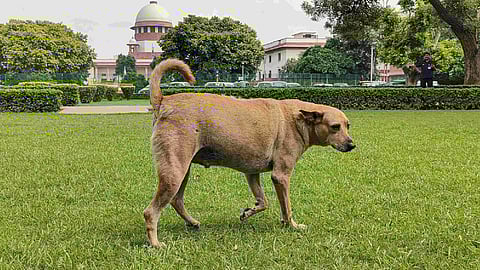 "കടിക്കാതിരിക്കാന്‍ നായകള്‍ക്ക് കൗണ്‍സിലിങ് നല്‍കുക മാത്രമാണ് ഇനി ബാക്കിയുള്ളത്"; തെരുവുനായ കേസില്‍ പരിഹാസവുമായി സുപ്രീംകോടതി