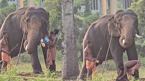 കുഞ്ഞിനെ തുമ്പിക്കയ്യിൽ ഇരുത്താൻ നോക്കുന്നതിൻ്റെ ദൃശ്യങ്ങൾ