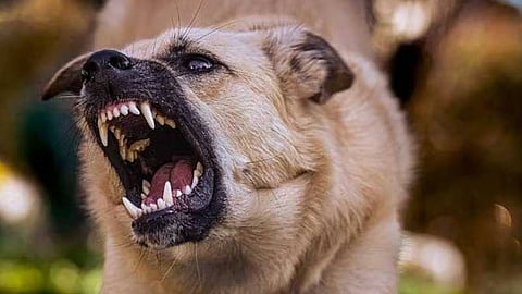 'നായ്ക്കളെ നേരിടാൻ പൂച്ചകളെ വളർത്താം'; മൃഗസ്നേഹികളെ പരിഹസിച്ച് സുപ്രീം കോടതി
